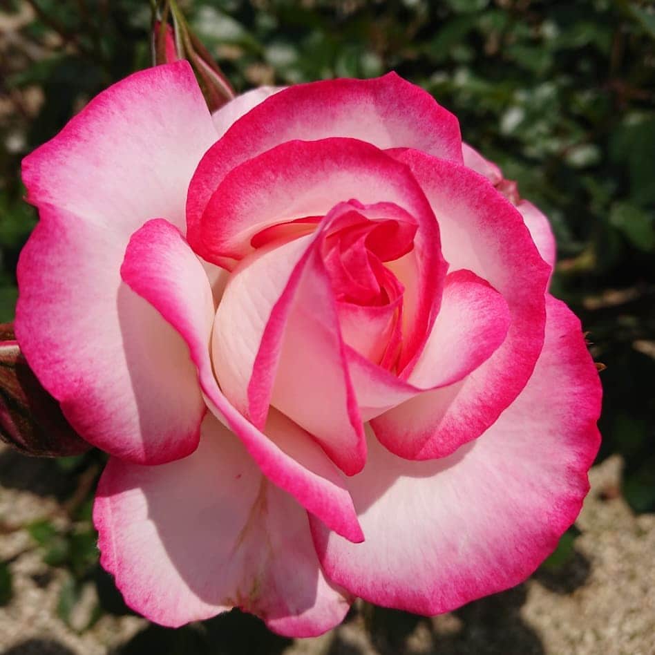 滝香織さんのインスタグラム写真 - (滝香織Instagram)「#よしうみバラ公園 色とりどりの#バラ が美しい✨ なんと400種類3500株ものバラが！！ 5月18,19日は、#よしうみバラ祭り が開催されますよ🎵 バラは6月中旬まで楽しめるそうです。  そして、#よしうみローズ館 で#がっつき鯛バーガー もいただきました。 すごいボリューム！！ お腹いっぱい😁  #しまなみ海道 #大島 #観光 #しまなみ海道ランチ #愛媛  #島 #鯛カツバーガー #rose #flower #instagood #あいテレビ #アナウンサー」5月10日 13時43分 - kaorin_taki