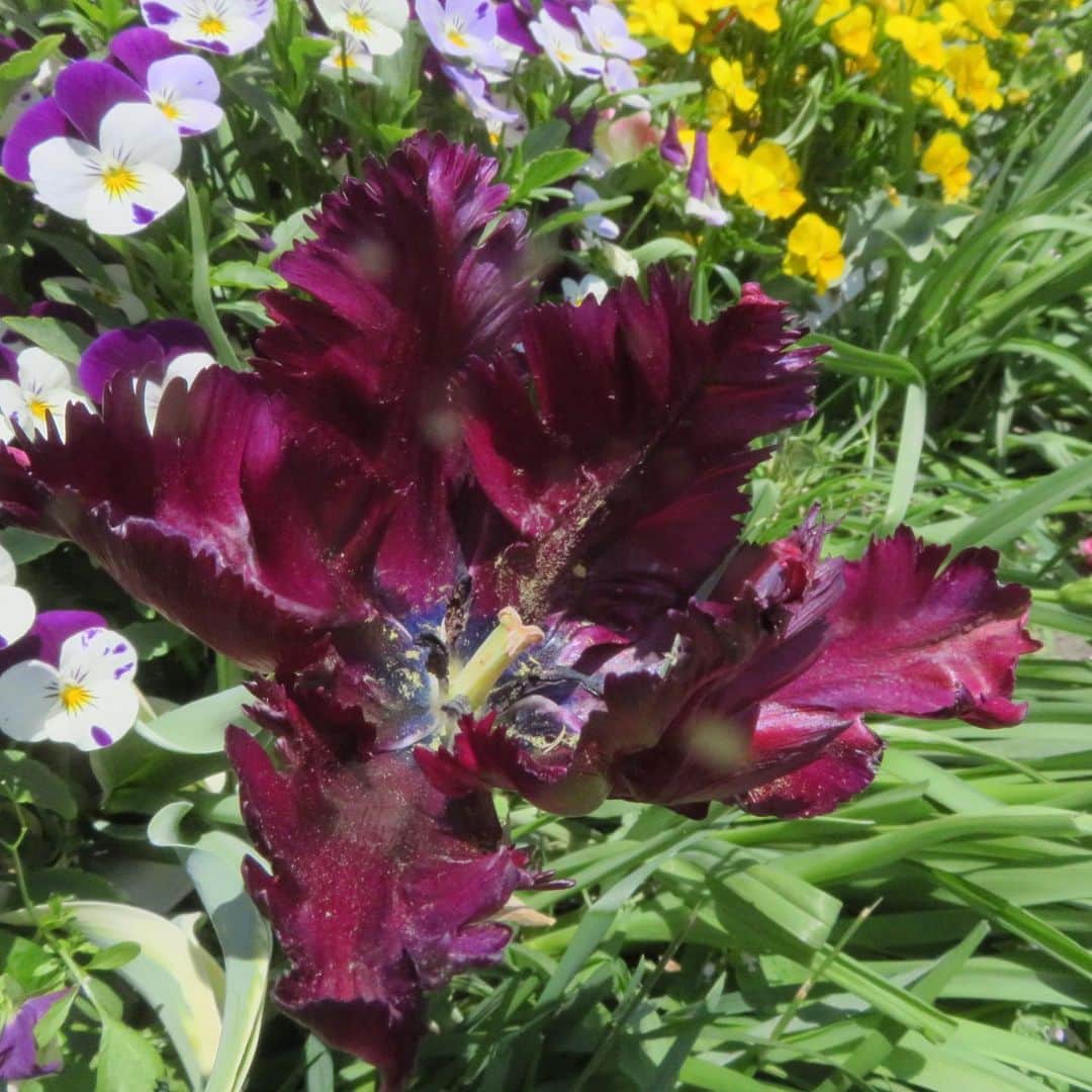 魔女菅原のグルメインスタ