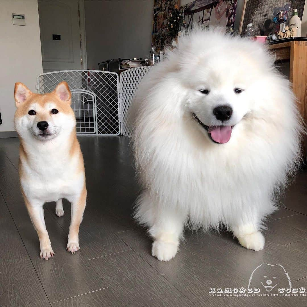 Alex Toさんのインスタグラム写真 - (Alex ToInstagram)「🥰🥰🥰 #cute #dog #doglover #dogsofinstagram #dogoftheday #dogofthedayjp #dogstagram #fluffy #hkig #hongkong #ilovemydog #instadog #instagood #instamood #instagraphy #shibainu #samoyedoninstagram #pet #petlovers #petsofinstagram #petstagram #photooftheday #puppy #pupsofinstagram #samoyed #samoyedsofinstagram #webstagram #犬 #サモエド」5月10日 13時42分 - alexto