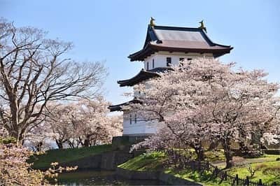 現地発信の旅行サイト「たびらい」のインスタグラム：「【北海道・松前町】 GW時期から各地で桜の見頃を迎えている北海道。地域によってはまだまだお花見が楽しめますよ♪　道内でも指折りの名所・松前町では、今月15日（水）まで「松前さくらまつり」が行われています。 : （写真／Ka-mmy☆） :  #たびらい #tabirai #ローカル旅行 #旅行好き #旅行好きな人と繋がりたい #旅行 #travelgram #北海道 #hokkaido #たびらい北海道 #北海道旅行 #北海道好きな人と繋がりたい #松前町 #城下町 #観光 #日本旅行 #桜 #松前さくらまつり #さくらまつり #さくらの名所100選 #ファインダー越しの私の世界 #春 #花 #pink #ピンク #instagood #花見 #photogenic #さくら #きれい」