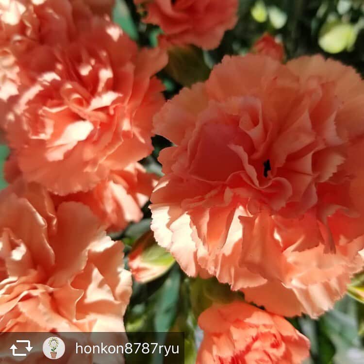 ほんこんさんのインスタグラム写真 - (ほんこんInstagram)「honkon8787ryu #ほんこんの花屋さんbloom #お笑い芸人 #ほんこんさん #花屋 #カーネーション #母の日 #Flower #海蔵 #海蔵kaizou  #ハーバリウム #ハーバリウムボールペン #ほんこん  こんにちは。 ほんこんの花屋さんbloom 花のお兄さんです。 今日も良いお天気ですね☀️ ５月12日は母の日です。　 ほんこんの花屋さんbloomはいろいろなお花を取り扱っております。 お花の事全てお任せくださいっ❇️ キレイなカーネーションがいっぱい咲いてきました！ オススメです‼️ たくさんのご注文お待ちしております。  ほんこんの花屋さんbloom  mail honkon878@gmail.com TEL 080-7975-4314」5月10日 14時58分 - hongkong2015_4_9
