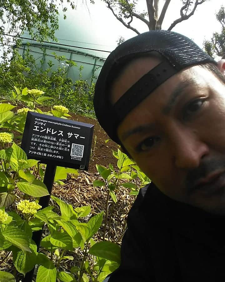 重松隆志さんのインスタグラム写真 - (重松隆志Instagram)「森林浴〰️〰️びより。紫陽花の花が咲き始めた。。。また夏が来るんだな。#紫陽花 #エンドレスサマー #森林浴 #猫」5月10日 15時08分 - shige_man_