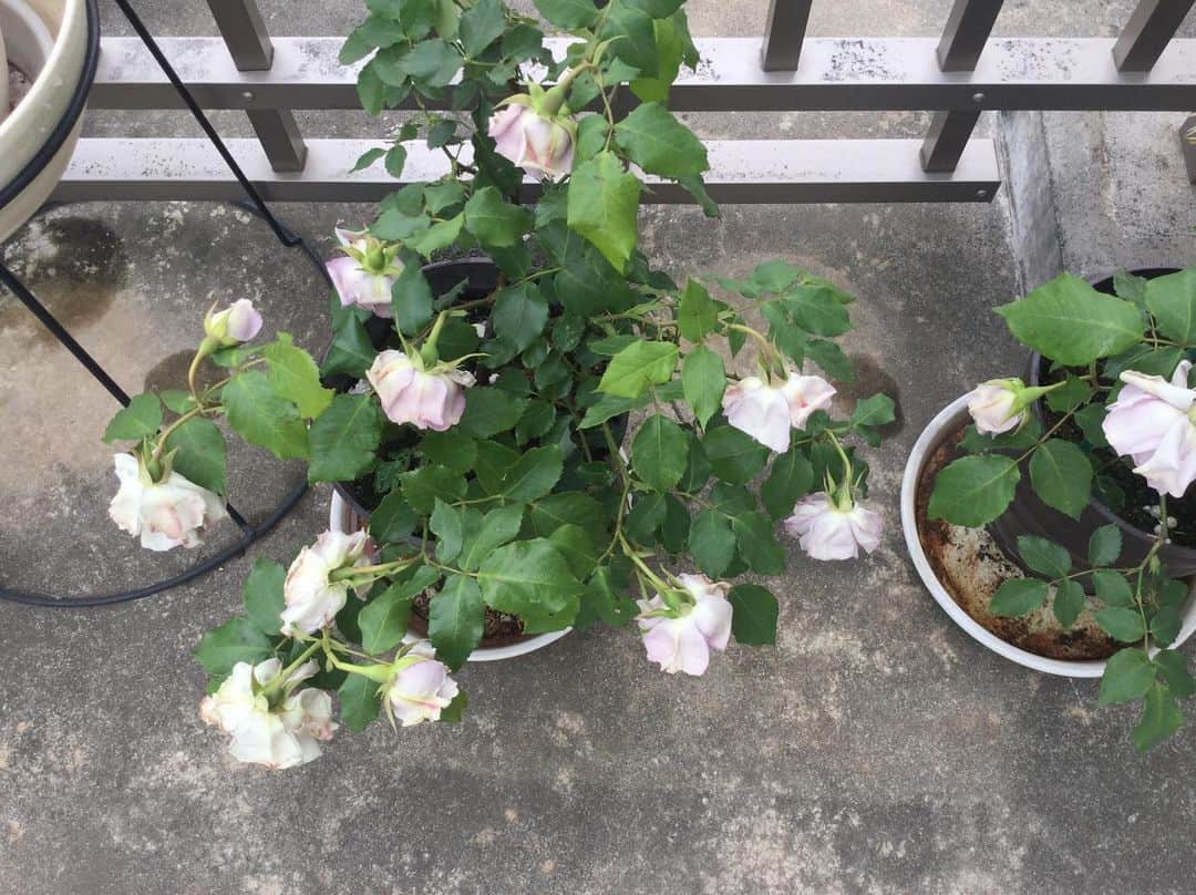 柴田淳さんのインスタグラム写真 - (柴田淳Instagram)「母の気まぐれに付き合わされて、 お花の手入れができなくて、 こんなにっっ！！ 酷いっっ😭😭😭😭😭 大切に育てたのに… 満開見れなかった。 本当にやだもう。 絶対遠慮したら負けだっ！」5月10日 15時12分 - shibatajun_official