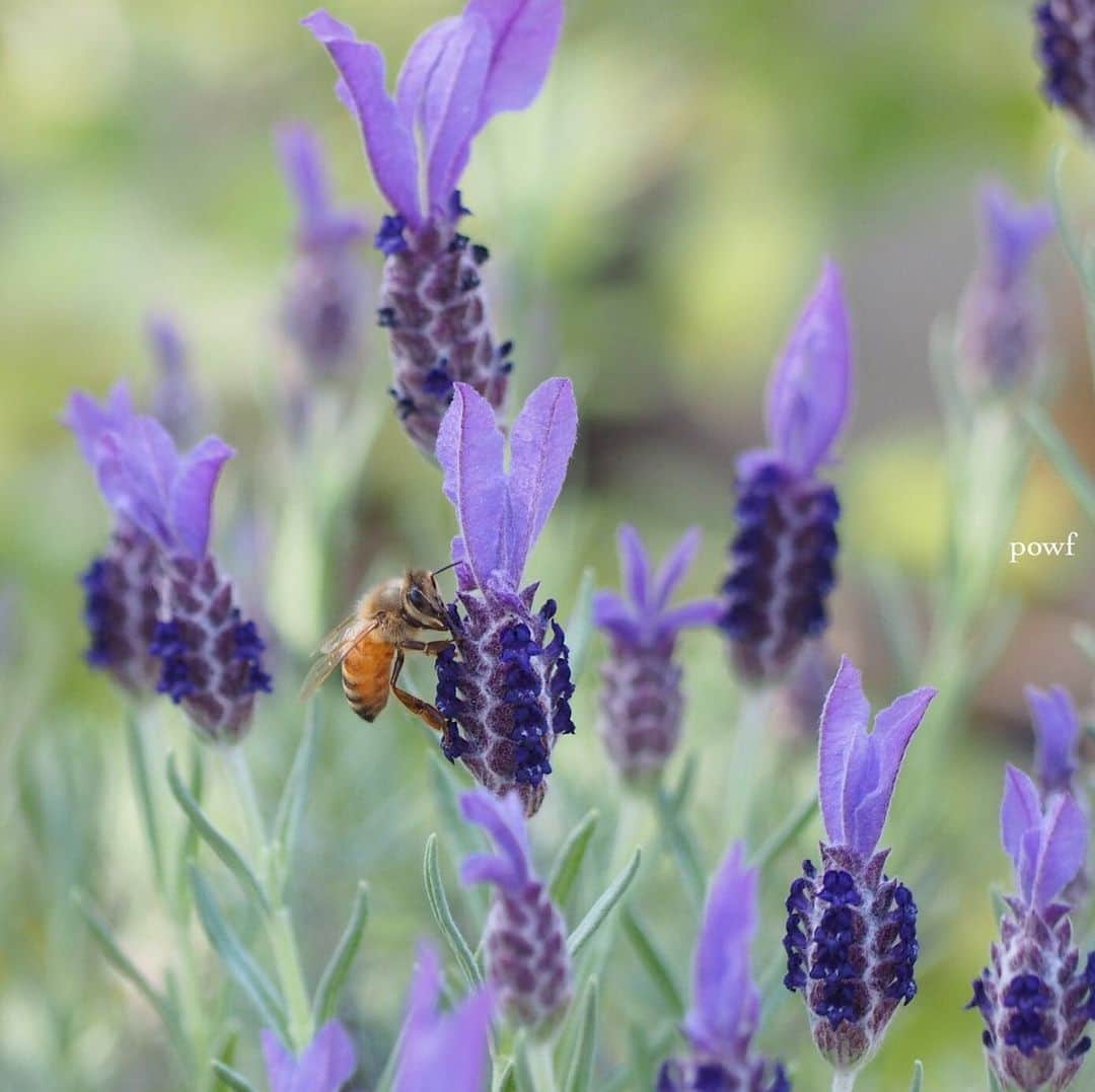 anemone_69さんのインスタグラム写真 - (anemone_69Instagram)「. #ラベンダー #lavender #ミツバチ #honeybee 🐝 . .」5月10日 21時00分 - powf