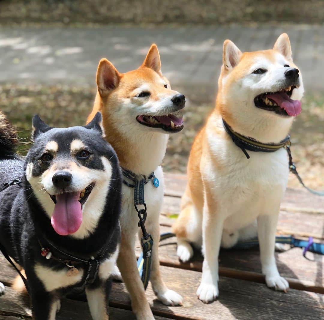 vo_coのインスタグラム：「🐾 久しぶりにころはる地方へ出張 ちょっとお願いして、新緑の公園お散歩コースを案内してもらったよー 室内でもいいんだけど、外で昔のように並んで散歩した方がストレス発散になるかなーって はるがうんちする時にころのリード預かったりするの、懐かしかったわ そういうの、まだ阿吽の呼吸でできちゃうね！w たまにでもこういう嬉しそうなこたつの顔見れると、こっちも嬉しくなる！ また遊びに行こうね！ 着いて早々、ころはるのカートに大量のうれションしちゃったことは、こたつの名誉のために内緒にしておくね！ @koroharu_shiba * #ころはるこた #shibastagram #instashiba #shiba #shibainu #黒柴 #柴犬」
