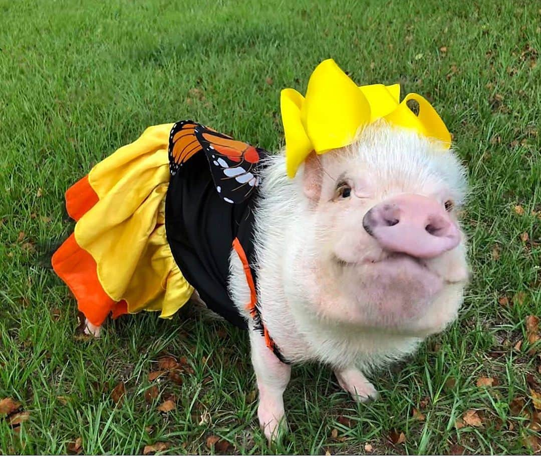 Priscilla and Poppletonさんのインスタグラム写真 - (Priscilla and PoppletonInstagram)「“The caterpop ate through one nice leaf and after that he felt better. Now he wasn’t hungry anymore—he wasn’t a little caterpop either. He was a big, fat CATERPOP! He built a small house called a chrysalis around himself. He stayed inside for more than two weeks. Then he nibbled a hole in the chrysalis, pushed his way out and...He was a beautiful PRISSYFLY! (Swipe) The last pic is our faces when mom tells us we are letting releasing our class butterflies at school!🐷💗🐛💗🦋💗 #caterpop #prissyfly #classpets #firstgrade #science #teacherspets #butterflyrelease #PrissyandPop」5月10日 20時57分 - prissy_pig