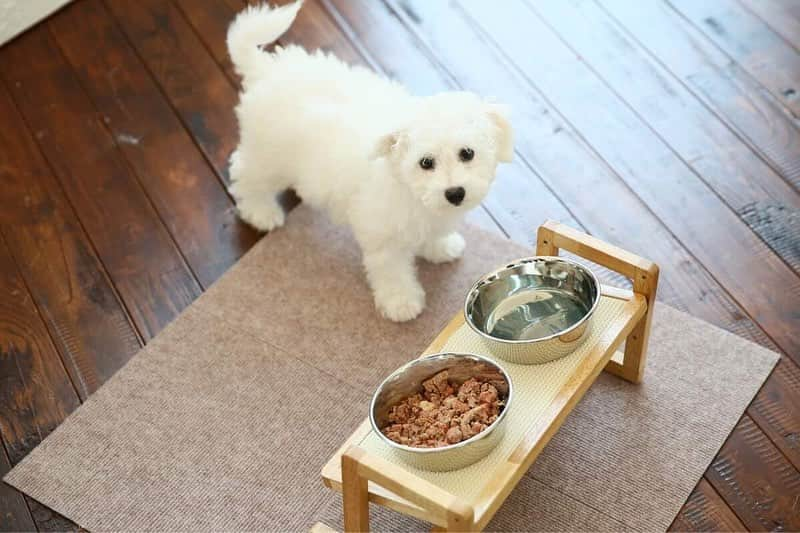 カインズさんのインスタグラム写真 - (カインズInstagram)「大切なワンちゃん、ネコちゃんの毎日の食事をより食べやすく。 テーブルの高さをペットに合わせて調節できるので、首や腰への負担が軽くなり、お皿を斜めにすることで食器の手前に水やフードが自然と集まります。シニアのペットでも楽に食事ができますね。 天板はすべり止めマット付きでお皿が滑りにくく、ドッグテーブルは8・11・14・17cmの4段階に、キャットテーブルは5・7・9cmの3段階に高さが変更できます。 . 高さと角度が変えられるドッグテーブル 価格 1,980円(税込) . 高さと角度が変えられるキャットテーブル 価格 1,980円(税込) . 詳しくはこちら http://www.cainz.com/shop/g/g4549509317012/ . #テーブル #ペット用 #犬 #猫 #調節 #高さ #角度 #すべり止め #食事 #table #forpets #dog #cat #adjustment #height #angle #nonslip  #meal #cainz #cainzhome #カインズ #カインズホーム #くらしにららら」5月10日 16時14分 - cainz_official