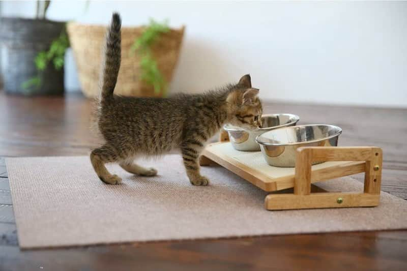 カインズさんのインスタグラム写真 - (カインズInstagram)「大切なワンちゃん、ネコちゃんの毎日の食事をより食べやすく。 テーブルの高さをペットに合わせて調節できるので、首や腰への負担が軽くなり、お皿を斜めにすることで食器の手前に水やフードが自然と集まります。シニアのペットでも楽に食事ができますね。 天板はすべり止めマット付きでお皿が滑りにくく、ドッグテーブルは8・11・14・17cmの4段階に、キャットテーブルは5・7・9cmの3段階に高さが変更できます。 . 高さと角度が変えられるドッグテーブル 価格 1,980円(税込) . 高さと角度が変えられるキャットテーブル 価格 1,980円(税込) . 詳しくはこちら http://www.cainz.com/shop/g/g4549509317012/ . #テーブル #ペット用 #犬 #猫 #調節 #高さ #角度 #すべり止め #食事 #table #forpets #dog #cat #adjustment #height #angle #nonslip  #meal #cainz #cainzhome #カインズ #カインズホーム #くらしにららら」5月10日 16時14分 - cainz_official