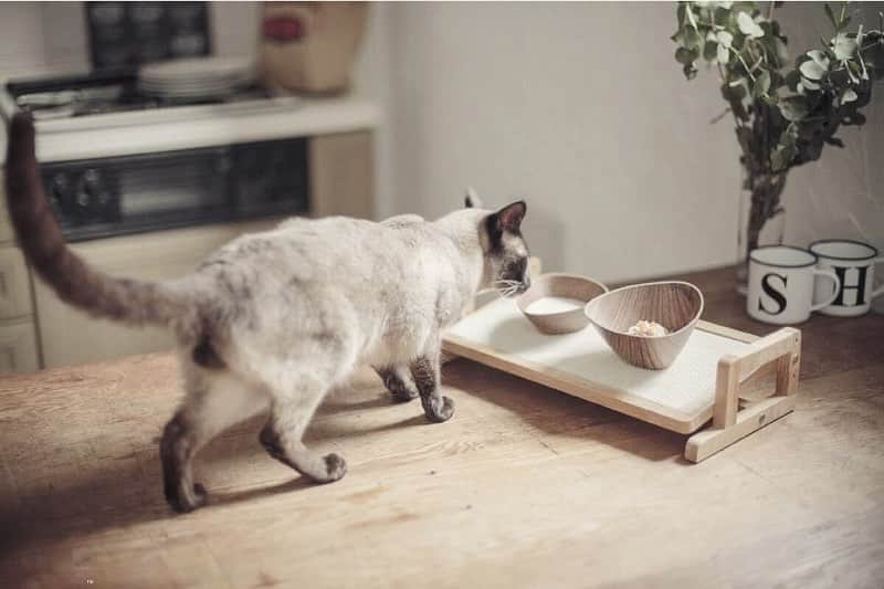 カインズさんのインスタグラム写真 - (カインズInstagram)「大切なワンちゃん、ネコちゃんの毎日の食事をより食べやすく。 テーブルの高さをペットに合わせて調節できるので、首や腰への負担が軽くなり、お皿を斜めにすることで食器の手前に水やフードが自然と集まります。シニアのペットでも楽に食事ができますね。 天板はすべり止めマット付きでお皿が滑りにくく、ドッグテーブルは8・11・14・17cmの4段階に、キャットテーブルは5・7・9cmの3段階に高さが変更できます。 . 高さと角度が変えられるドッグテーブル 価格 1,980円(税込) . 高さと角度が変えられるキャットテーブル 価格 1,980円(税込) . 詳しくはこちら http://www.cainz.com/shop/g/g4549509317012/ . #テーブル #ペット用 #犬 #猫 #調節 #高さ #角度 #すべり止め #食事 #table #forpets #dog #cat #adjustment #height #angle #nonslip  #meal #cainz #cainzhome #カインズ #カインズホーム #くらしにららら」5月10日 16時14分 - cainz_official