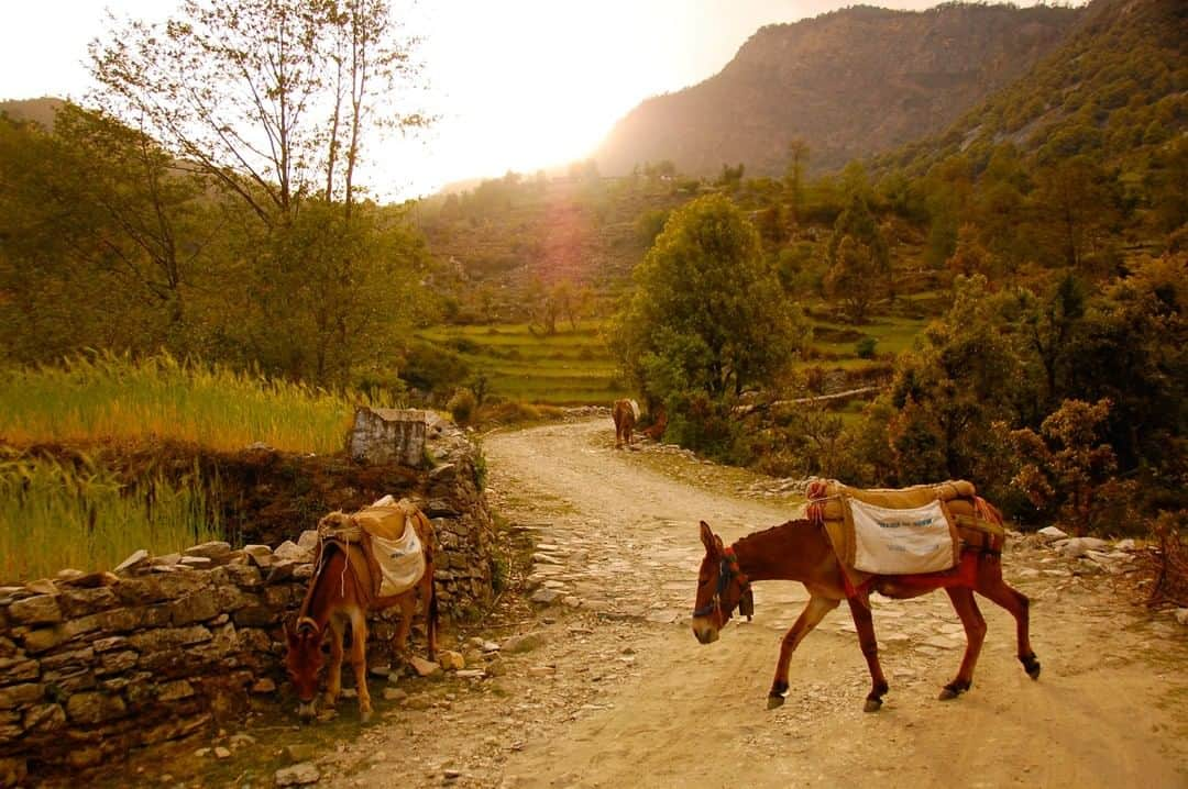 National Geographic Travelさんのインスタグラム写真 - (National Geographic TravelInstagram)「Photo by @acacia.johnson | Pack mules prepare for a day's work  in the foothills of the Indian Himalayas near Nanda Devi National Park. During a 40-day climbing expedition in this region, what impressed me most were the lush ecosystems and endless small villages that extended all the way to the snow line. Follow me at @acacia.johnson for more adventures from the mountains and sea. #himalayas #india #trekking」5月10日 16時16分 - natgeotravel