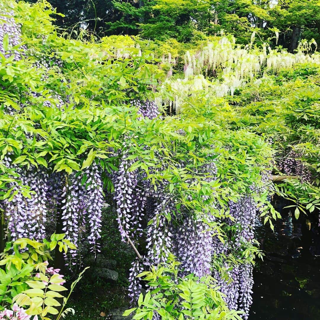 小川薫さんのインスタグラム写真 - (小川薫Instagram)「旅日記のつづき  5日は奈良へ✨春日大社へ藤を見に行ってきました。大社内にある日本最古の植物園「萬葉植物園」には20種類 約200本の藤が咲き誇ります。棚ではなく目線で観賞できる立ち木造りの壮大な藤の園にはふわりと藤の優しい香りが広がります。もう今年は見頃を過ぎたかもしれませんが、ご興味ある方はぜひ来シーズンにお出かけくださいね。改元の特別ご朱印も戴くことができましたよ🌿  #salondeclover  #サロンドクローバー #小川薫 #おもてなし #おもてなし料理教室 #料理教室 #料理研究家 #テーブルコーディネート #テーブルコーディネーター  #大阪料理教室 #cookingclass  #tablesetting  #堀江 #堀江公園 #tablecoordinate #パーティーフード #おもてなし料理 #和食 #和食レッスン #おもてなし和食  #春の和食  #春の和食レッスン #アンティーク  #春日大社 #藤 #萬葉植物園 #藤園 #ご朱印 #ご朱印 #特別ご朱印」5月10日 16時52分 - salondeclover