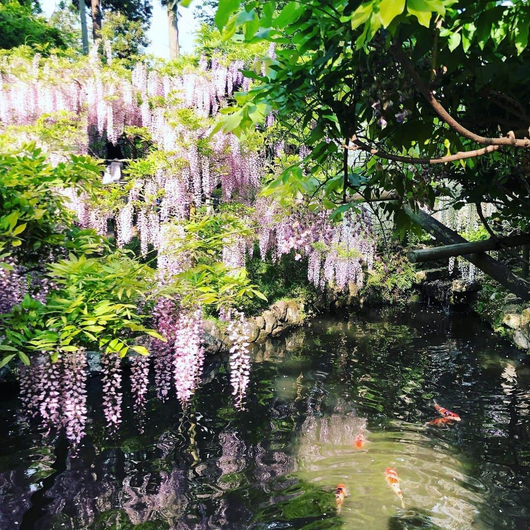 小川薫さんのインスタグラム写真 - (小川薫Instagram)「旅日記のつづき  5日は奈良へ✨春日大社へ藤を見に行ってきました。大社内にある日本最古の植物園「萬葉植物園」には20種類 約200本の藤が咲き誇ります。棚ではなく目線で観賞できる立ち木造りの壮大な藤の園にはふわりと藤の優しい香りが広がります。もう今年は見頃を過ぎたかもしれませんが、ご興味ある方はぜひ来シーズンにお出かけくださいね。改元の特別ご朱印も戴くことができましたよ🌿  #salondeclover  #サロンドクローバー #小川薫 #おもてなし #おもてなし料理教室 #料理教室 #料理研究家 #テーブルコーディネート #テーブルコーディネーター  #大阪料理教室 #cookingclass  #tablesetting  #堀江 #堀江公園 #tablecoordinate #パーティーフード #おもてなし料理 #和食 #和食レッスン #おもてなし和食  #春の和食  #春の和食レッスン #アンティーク  #春日大社 #藤 #萬葉植物園 #藤園 #ご朱印 #ご朱印 #特別ご朱印」5月10日 16時52分 - salondeclover