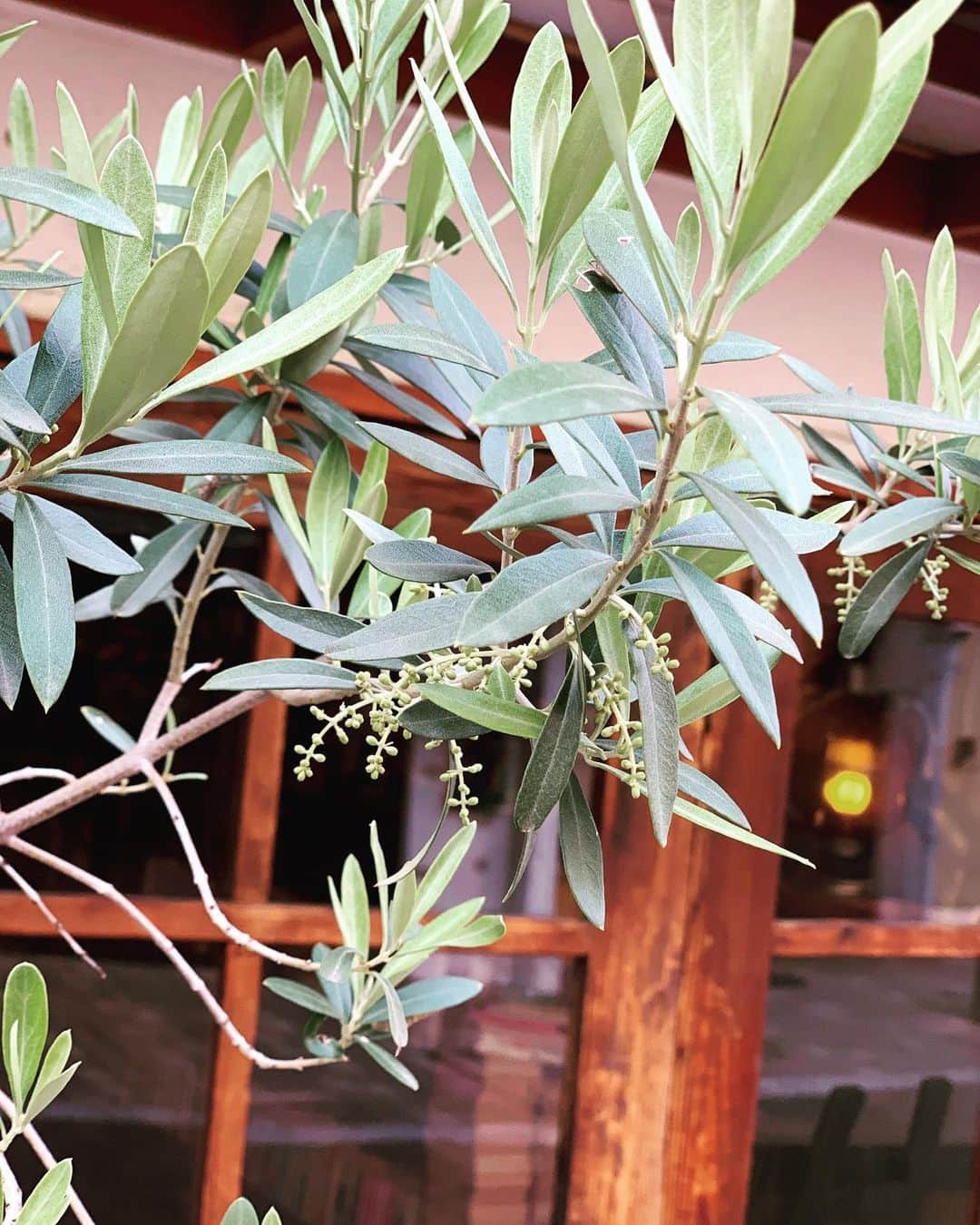 パスタ食堂 アントロワのグルメインスタ