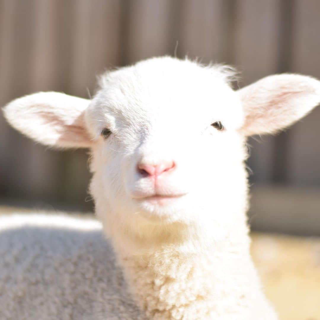 成田ゆめ牧場さんのインスタグラム写真 - (成田ゆめ牧場Instagram)「👼 #成田ゆめ牧場 #ヒツジ #赤ちゃん #ふわもこ部  #牧場 #千葉県 #成田 #おでかけ  #naritadreamfarm #farm #farmstagram #sheep」5月10日 17時39分 - yumebokujo