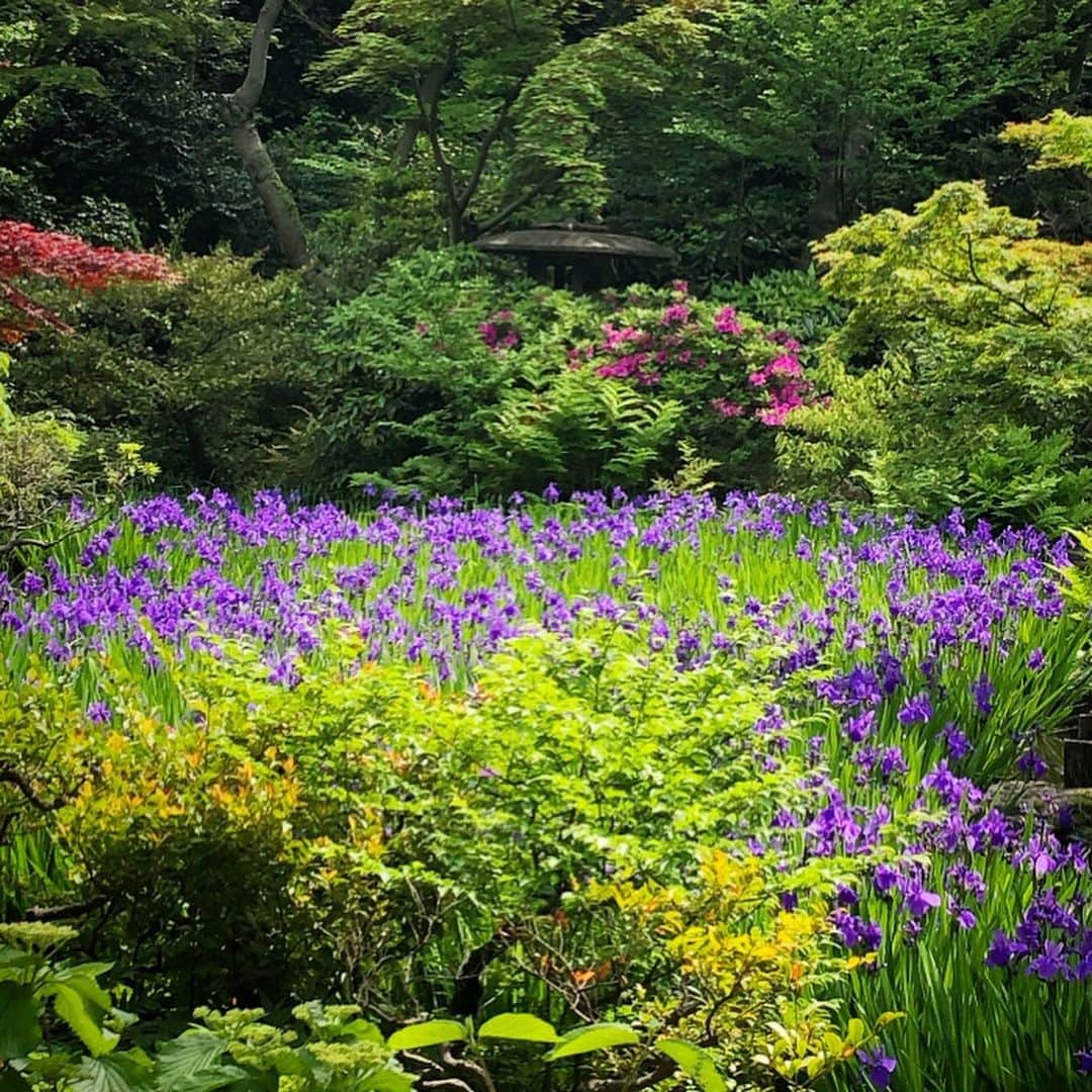 榊山敬代のインスタグラム：「🌳🌿🌱 … ・  美術館を 鑑賞後は  庭園散策の巻  ちょうどカキツバタが見頃で 自然の絵の具に眼が冴える時 … ・ 👀💫… ・ ・ 今期の展示の中では「草花を愛でる 」 シリーズも展示されていましたところ  庭園のあちらこちらが 絵の続きのようでした  そして  ふつふつと絵が描きたくなってきて アトリエで花の加筆作業のつづき… ・ ・ 贅沢な制作フルコース🙏 ・ ・ ・ ・ ・ ・ 🌸" 作品展示情報… ・ 『第7回 郷さくら美術館 桜花賞展』 ・ 会場：郷さくら美術館 ・ 「郷さくら美術館　桜花賞」展は、「桜」を描いた現代日本画を多くの方々にご覧頂き、日本画の素晴らしさを再発見してもらうことを目的とした展覧会です。今回もこれからの活躍がますます期待される日本画家31名が、日本美術でおなじみの「桜」という大変難しいモチーフを相手に、それぞれの持ち昧を生かした個性的な素晴らしい桜の絵画に仕上げています。現代日本画家たちの個性を、豊かな桜花の美しさを、どうぞお楽しみください。  東京都目黒区上目黒1-7-13　 TEL：03-3496-1771  東急東横線、東京メトロ日比谷線 中目黒駅より徒歩５分 ◼︎詳しくはホームページをご覧ください ・ ・ ・ ・ #根津美術館 #nezumuseum #art #美術館 #芸術 #Japanese #museum #Tokyo #青山 #日本画家 の #外出こんなもん #美術館巡り #運動不足  #庭園 #garden #flower #カキツバタ #燕子花 #新緑 #green #Freshgreen #natural #oasis」