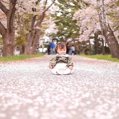 しまうまプリント【公式】フォトブック無料企画開催中さんのインスタグラム写真 - (しまうまプリント【公式】フォトブック無料企画開催中Instagram)「＼#しまうま旅割 キャンペーン開催中／ . 今日はハッシュタグ「#しまうま旅割 」で投稿された ゴールデンウィークのお写真を紹介いたします✨ . 桜の絨毯の上にちょこんと座る姿がとってもキュート💕 まるでおはなの妖精さんみたいですね✨ ほっこりした気持ちになれる一枚です😊 . .  @ito_naco さま、素敵なご投稿をありがとうございました！ . . みなさんもぜひ、GW中に撮った写真に #しまうま旅割 をつけて投稿してみてください☀️ . 投稿いただいた方全員に 「しまうまの写真プリント300円OFFクーポン」を プレゼント（※）いたします！ . （※⚠️条件があるので、下記を必ず確認してください！こちらを満たしていない場合は クーポンをお送りできません😭💦） . . .................................... . ■参加方法 . ①しまうま公式Instagramアカウントをフォロー ②ハッシュタグ「#しまうま旅割」をつけてインスタグラムに「ゴールデンウィーク中に撮った写真」を投稿！ ③「しまうま旅割」のハイライトのコメント欄に「しまうま旅割」と入れて送信！ ④返信でクーポンが返ってきます！（手動のため、平日10:00～17:00の間のみの対応となります） . ※投稿のあとは、必ず【ハイライト】へ「しまうま旅割」コメントをお願いします！ 投稿だけだとクーポンをお送りできません😭 . . ■注意事項 . ⚠️新規に投稿をお願いいたします。過去の投稿へのタグ付けは無効となります💦 ⚠️非公開アカウントは投稿が確認できないため、無効とさせていただきます ⚠️クーポン配布は1アカウント様につき、1回のみになります ⚠️手動のため、平日10:00～17:00の間のみの対応となります 土日祝にコメントをいただいた場合は週明けの対応となります . . ■応募期間 2019年5月16日（木）16:00まで . . . 「#しまうま旅割 」で投稿された素敵な写真は スタッフ厳選の上 公式アカウントでリポストさせていただきます！☺️👏✨✨ . . . みなさまのご参加、心よりお待ちしております👏👏💘💒✨ . . . #ゴールデンウィーク #GW #gwロス」5月10日 18時16分 - shimaumaprint
