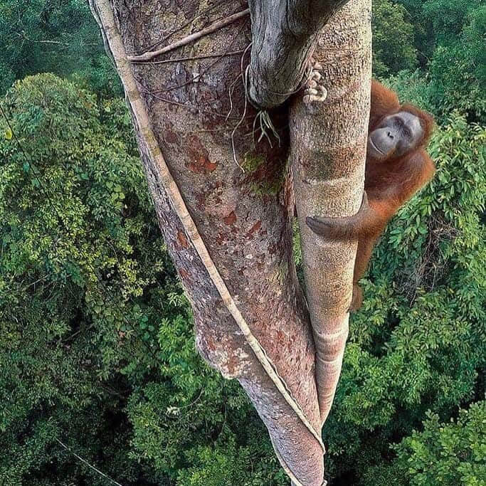 OFI Australiaさんのインスタグラム写真 - (OFI AustraliaInstagram)「Award winning Photograph by Tim Laman.  _____________________________________ 🐒 OFIA Founder: Kobe Steele 💌 kobe@ofiaustralia.com | OFIA Patron and Ambassador: @drbirute @orangutanfoundationintl |  www.orangutanfoundation.org.au 🐒  #orangutan #orphan #rescue #rehabilitate #release #BornToBeWild #Borneo #Indonesia #CampLeakey #orangutans #savetheorangutans #sayNOtopalmoil #palmoil #deforestation #destruction #rainforest #instagood #photooftheday #environment #nature #instanature #endangeredspecies #criticallyendangered #wildlife #orangutanfoundationintl #ofi #drbirute #ofi_australia #ofia #FosterAnOrangutanToday」5月10日 18時29分 - ofi_australia