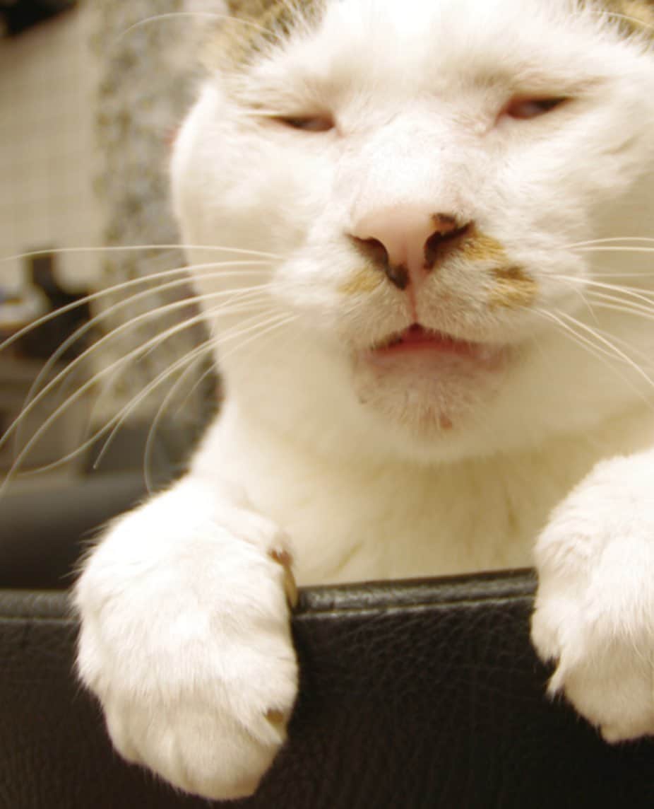 Kachimo Yoshimatsuさんのインスタグラム写真 - (Kachimo YoshimatsuInstagram)「Kindle版「文庫版続うちの猫ら」色々拡大して見る。 #uchinonekora #kindle #うちの猫ら #yohkan #neko #cat #catstagram #kachimo #猫 #ねこ #うちの猫ら http://kachimo.exblog.jp」5月10日 18時49分 - kachimo