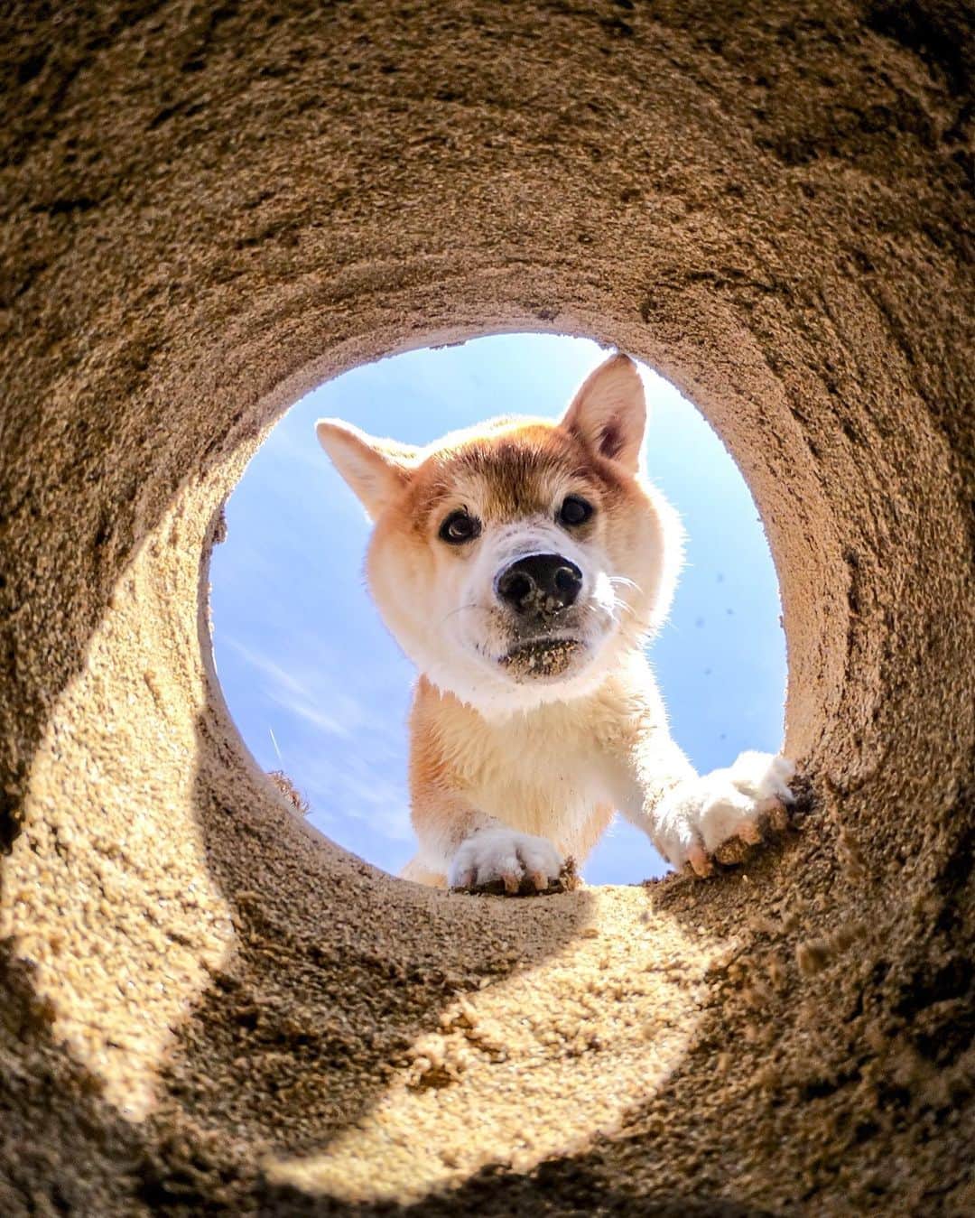 GoProさんのインスタグラム写真 - (GoProInstagram)「#GoPro 見っけ！🐶 📷 @black_red_jp ・ ・ ・ #GoProJP #GoProDog #GoProのある生活 #犬 #柴犬 #Shiba #ShibaDog」5月10日 18時52分 - goprojp