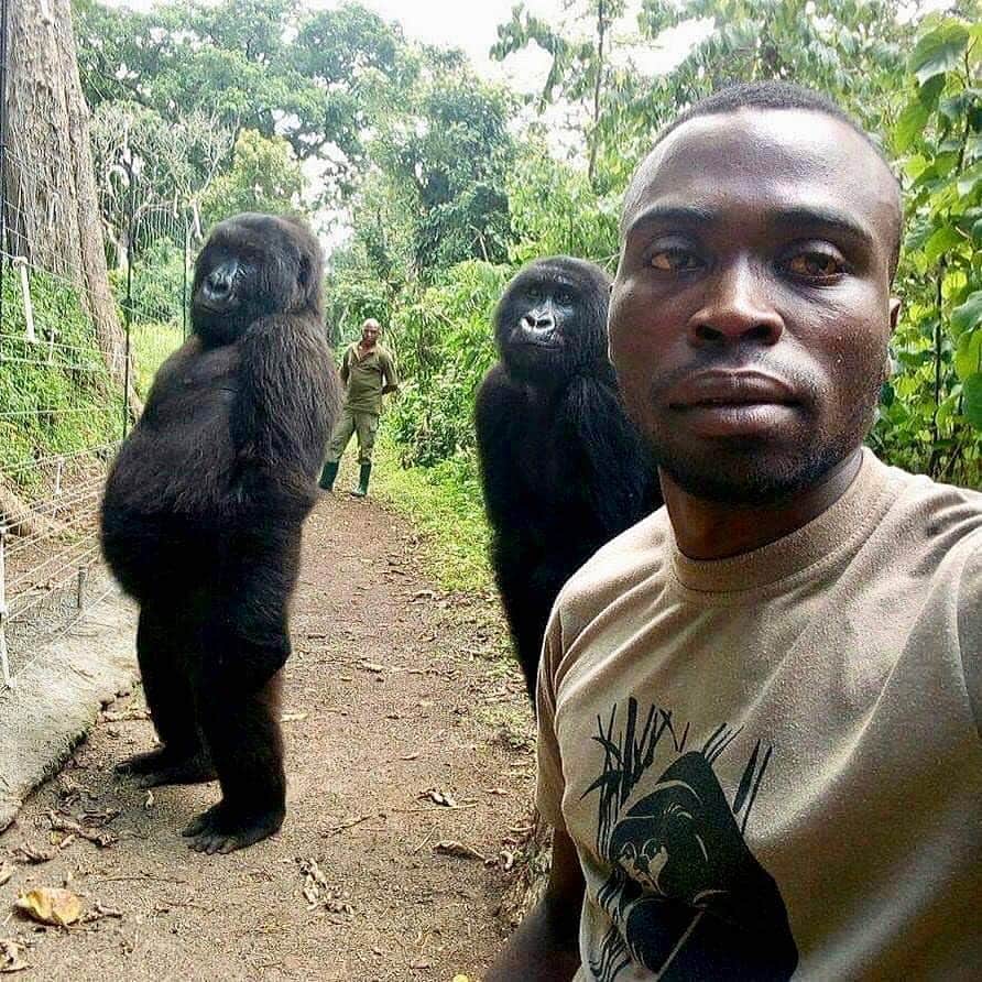 Nature|Folk|Portrait|Videoのインスタグラム：「Tag Your Friend ━━━━━━━━━━━━━━━━━━━ Photo by @virunganationalpark  Congratulations!  Selection by  @gulumsedunya ━━━━━━━━━━━━━━━━━━━ Team #ig_mood @unsalsicilli @humanistanbul @gizemparlak_ @emili35 @hakancgrn @gulumsedunya @semihcevval @gulperi_karademir @celilbezeng ━━━━━━━━━━━━━━━━━━━ Community @moodcommunity General Tag #moodcommunity ━━━━━━━━━━━━━━━━━━━ #ig_pics_virunganationalpark」