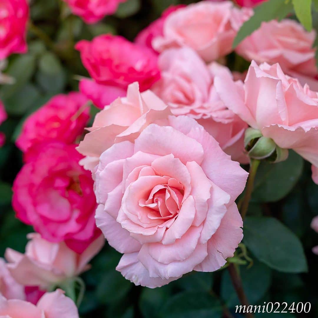 mani022400のグルメインスタ