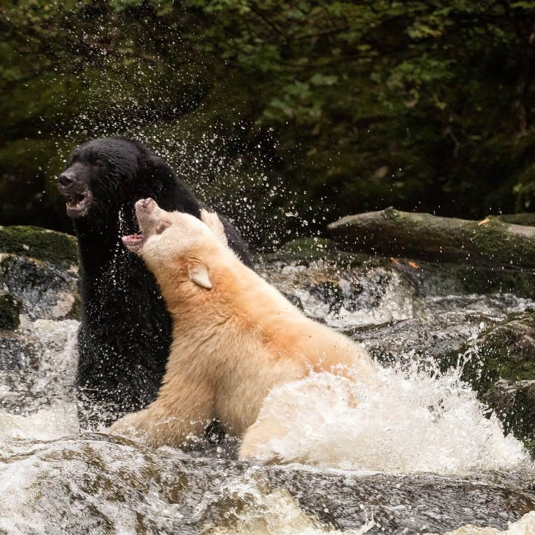National Geographic Travelさんのインスタグラム写真 - (National Geographic TravelInstagram)「Photo by @daisygilardini | A mother spirit bear fearfully protects her fishing spot on the river from a big male black bear. With two cubs to feed, she’s determined to do anything she can to secure the best salmon location for her family. The Kermode Bear (Ursus americanus kermodei) is one of the rarest bears in the world. It is a black bear that has a white/creamy fur, which is produced by a recessive gene.  Follow me @DaisyGilardini for more images and stories behind the scenes. #bear #spiritbear #kermodebear #britishcolumbia #greatbearrainforest #conservation」5月10日 19時06分 - natgeotravel