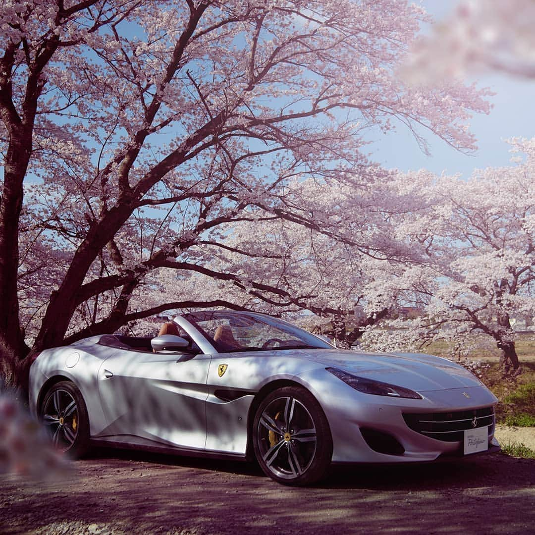 Ferrari APACさんのインスタグラム写真 - (Ferrari APACInstagram)「An ode to spring. The #FerrariPortofino remains true to its level of stylistic beauty in this dream-like landscape. ⁣ ⁣ Click link in bio and make every day a getaway with a Ferrari Portofino. ⁣ ⁣ #JourneyWithFerrariPortofino #FerrariPortofinoExperience #Japan」5月10日 19時06分 - ferrariapac