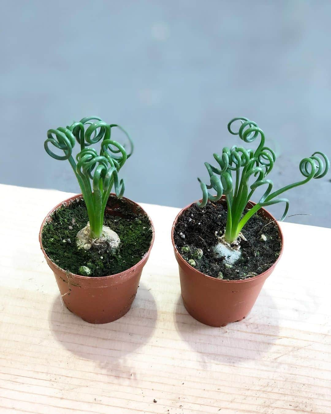 The Louunさんのインスタグラム写真 - (The LouunInstagram)「Mini #frizzlesizzle plants will be updated in our online store🌿😊 Shop now.  #plantsofinstagram #plants #homdecor #houseplants #urbanjungle」5月11日 4時49分 - shoplouun