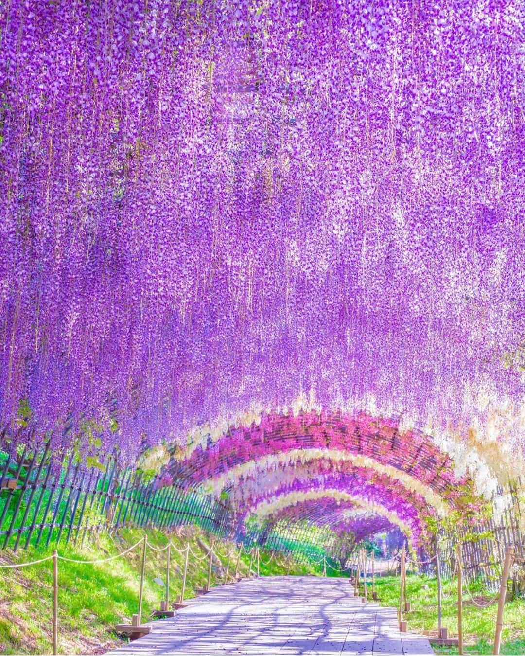 Wonderful Placesさんのインスタグラム写真 - (Wonderful PlacesInstagram)「Ashikaga Flower Park - Japan ✨💜💜💜✨ . Picture by ✨@traveler_sui✨ #wonderful_places for a feature 💜」5月11日 4時50分 - wonderful_places