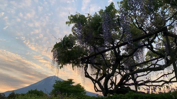 phantastic420のインスタグラム：「. 🤩🤩“Shizuoka” prefecture in Japan is a place where you can see the most “phantastic” Mt. Fuji🗻 in the world.🤩 #富士山 #mtfuji #japan #shizuoka #fujinomiya  #phantastic420photography #mostphantasticmtfuji #selamatpagi  #goodmorning  #おはようございます 😇😇😇😇😇😇😇🗻😇😇 やべぇ〜素晴らしい🤣👍😅🤩😍😋」