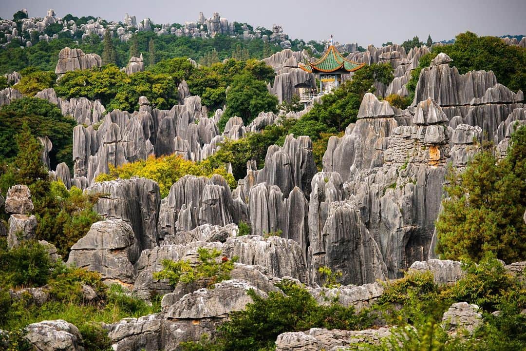Michael Yamashitaさんのインスタグラム写真 - (Michael YamashitaInstagram)「Shilin National Geo Park, also known as the Stone Forest for the resemblance of its limestone formations to petrified trees creating the illusion of a forest made of stone. The locals call it ‘First Wonder of the World” #worldheritagesite #shilin #kunming #yunnan #stoneforest  #sonyalpha #sonysingapore @natgeo.media」5月11日 5時03分 - yamashitaphoto