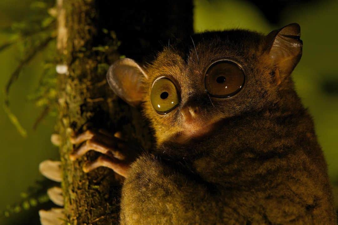 のインスタグラム：「Photo by @timlaman | A portrait of a Horsfield's tarsier, also known as western tarsier, native to the Danum Valley Conservation Area, Malaysia. #Tarsier #Malaysia #Conservation」