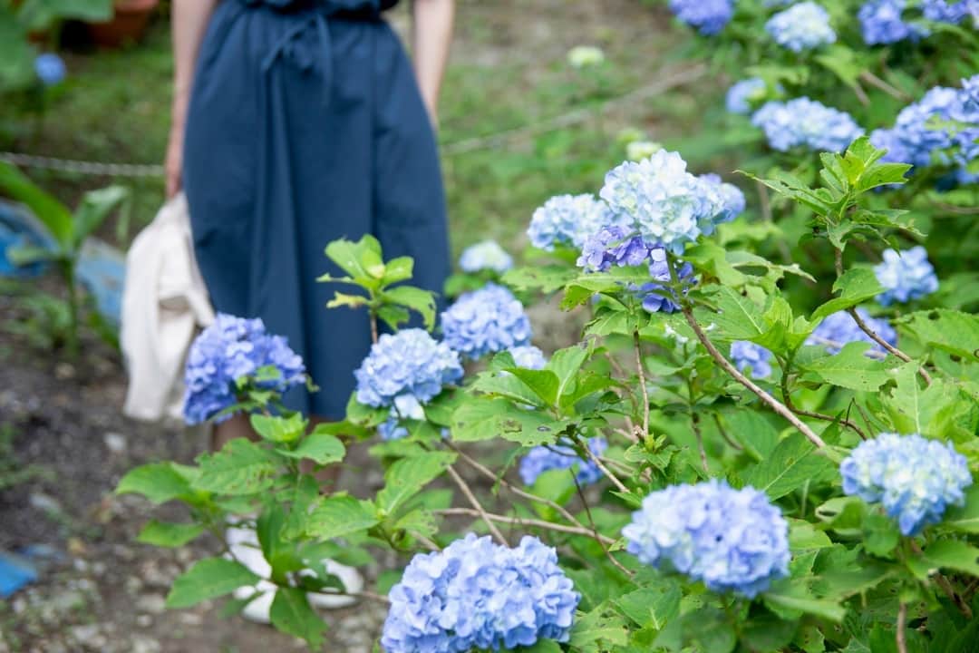 現地発信の旅行サイト「たびらい」さんのインスタグラム写真 - (現地発信の旅行サイト「たびらい」Instagram)「【沖縄・本部町】 沖縄は梅雨入りが間近に迫ってきておりますが、この時期だからこそ楽しめるのが本部町の「よへなあじさい園」。園内に咲き誇る30万輪のあじさいや南国の花々は、雨が降っていることも忘れてしまう程の美しさですよ。 : #たびらい #tabirai #旅行好き #旅行好きな人と繋がりたい #ローカル旅行 #女子旅 #travel #沖縄 #たびらい沖縄 #沖縄県 #かわいい旅 #travelgram #旅行 #花 #flower #お花 #夏 #flowers #instagood #紫陽花 #紫陽花園 #あじさい #よへなあじさい園 #梅雨 #週末の過ごし方 #本部町 #沖縄旅行 #沖縄やんばる #沖縄北部 #flowergram」5月10日 21時01分 - tabirai