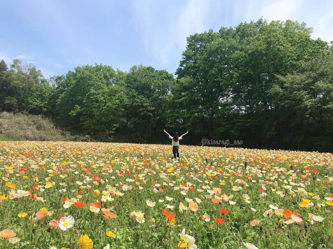 如月さえさんのインスタグラム写真 - (如月さえInstagram)「* ポピー🌼 * #goodnighteveryone😴 #instagood #instagram #instapic #instalike  #nature_lovers #bestnatureshots #flowerstagram #bestphoto_japan #poppy #springflowers #お花見 #ポピー #お散歩 *」5月10日 21時12分 - kisaragi_sae
