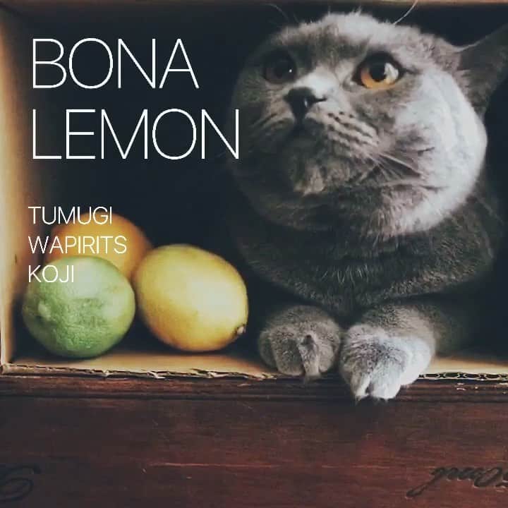 のインスタグラム：「BONA LEMON . ツムギとレモンと🍋 ボナさんの過去動画。 今週もお疲れでした！ . 週末のツムギ参加の イベントの情報です🍸 . 世界各国で開催されている酒類・BAR業界注目のビックイベント「BAR SHOW」。2012年にアジア初開催となった「東京インターナショナルバーショー」も2018年には12,000名を超える来場者となり、盛り上がりを見せています！もちろん、TUMUGIも参加予定！KOJI World Ambassadorの鹿山博康氏(Bar Ben Fiddich)を始め、4名の著名バーテンダーがTUMUGIカクテルをブースにて無料提供いたします！国内外の様々なメーカーが参加していますので、この機会に最先端のカクテルの世界をお楽しみ下さい！ @wapirits.tumugi . 【イベント名】 東京インターナショナルバーショー2019 http://tokyobarshow.com/index.html . 【開催日時】 5月11日(土)、12日 11:00～18:30(両日共通) . 【開催場所】 東京ドームシティ・プリズムホール 東京都文京区後楽1-3-61 . 【チケット販売】 会場での購入、または各種プレイガイド（ローチケ、イープラス、ぴあ） . . #barshow #tokyointernationalbarshow  #nationalcocktailweek  #tumugi #wapiritstumugi #wapirits #Kojisour #mixology #cocktail #mixologyst #madeincocktails #craftcocktails #mixologyart #yumikohiguchi #カクテルの日 #三和酒類 #クラフトカクテル #麹 #ミクソロジー #東京ドームシティ #東京インターナショナルバーショー2019」