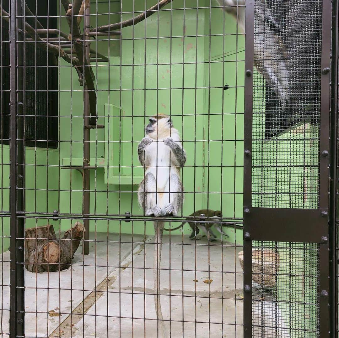 神谷るなさんのインスタグラム写真 - (神谷るなInstagram)「東山動物園にコアラの赤ちゃん見に行ったけど ママコアラが赤ちゃん抱えすぎてて見えなかった🐨  #動物園 #東山動物園 #名古屋 #可愛い #動物 #いいね #コメント #フォロー」5月10日 21時35分 - runana107