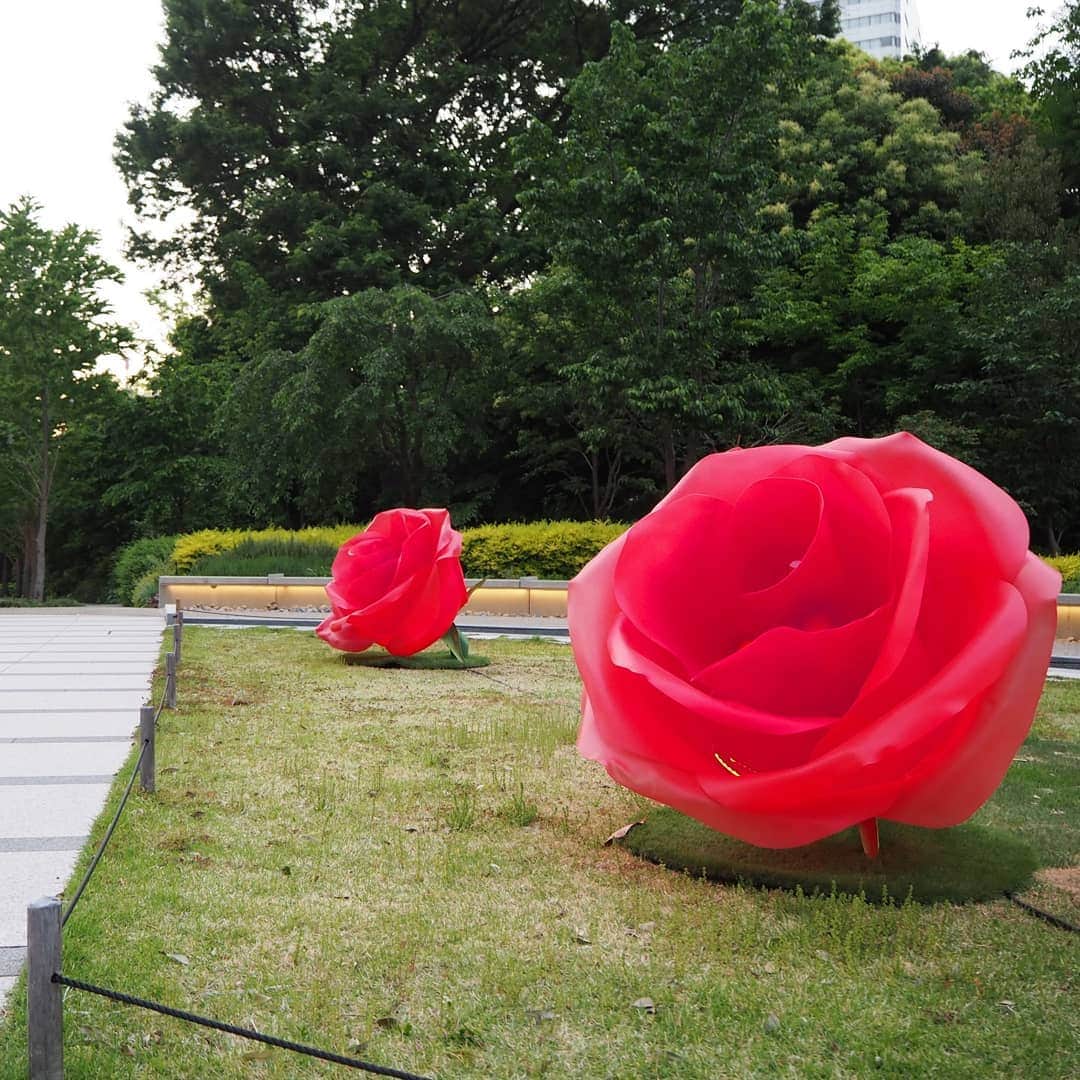 Kuboi Ayumiさんのインスタグラム写真 - (Kuboi AyumiInstagram)「赤坂プリンス クラシックハウスやBIG ROSEをバックに 幻想的な雰囲気の中で写真撮影を。  今日から東京ガーデンテラス紀尾井町で開催中のKIOI ROSEWEEK 2019に 行ってきました。  ばらを五感で体感できるイベントで BIG ROSEと一緒にフォトジェニックな写真が撮れる インスタ映えスポットです。  昼間も夜もどちらも雰囲気がガラッと変わっておすすめですよ。  私がメインで撮影してきたのは、4階のスペースですが、1階や2階にも バラのフォトスポットが登場しています。  Jurliqueやベルばらコラボなど、イベント限定のカフェではフォトジェニックなドリンクやフードが販売されているので バラを楽しみながら楽しんでみてはいかがでしょう☆  #東京ガーデンテラス紀尾井町 #KIOI_ROSEWEEK #紀尾井町 #バラ #ROSEWEEK #ローズウィーク  #フォトジェニック #インスタ映え #rose #ベルサイユのばら #Jurlique #ジュリーク #ベルばら」5月10日 21時30分 - himekagami
