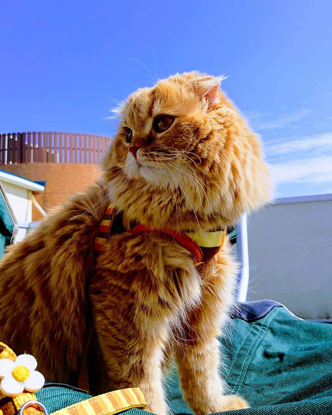 猫山田 Ａ. きなこさんのインスタグラム写真 - (猫山田 Ａ. きなこInstagram)「🐾 ばるこにーでびゅー 🐾 AKUBI came out to the balcony for the first time. ☀️ 🐾 #あくびでち ばるこにーでびゅーでち 風さん鳥さんと えーっとえーっと なんかすごかったでち #はなさかにゃんこ  のお歌もうたったでちよ #パンツマン ってわらわれたでち たのしかったでち～🎵 🐾 #あくびの頬毛の威力が #ＨＰもＭＰも高すぎる #あくびにとっては大冒険 🐾 #にゃんすたぐらむ #ねこ部 #ねこすたぐらむ #にゃんだふるらいふ #ピクネコ #picneko #みんねこ #ペコねこ部 #ねこのいる生活 #スタペグラム #catsofinstagram #catstagram #catlover #ilovemycat #catloversclub #catsofworld #catsofday #meowed #bestmeow #pleasantcats #pecotv #club_of_cats」5月10日 21時40分 - 20160121kinako