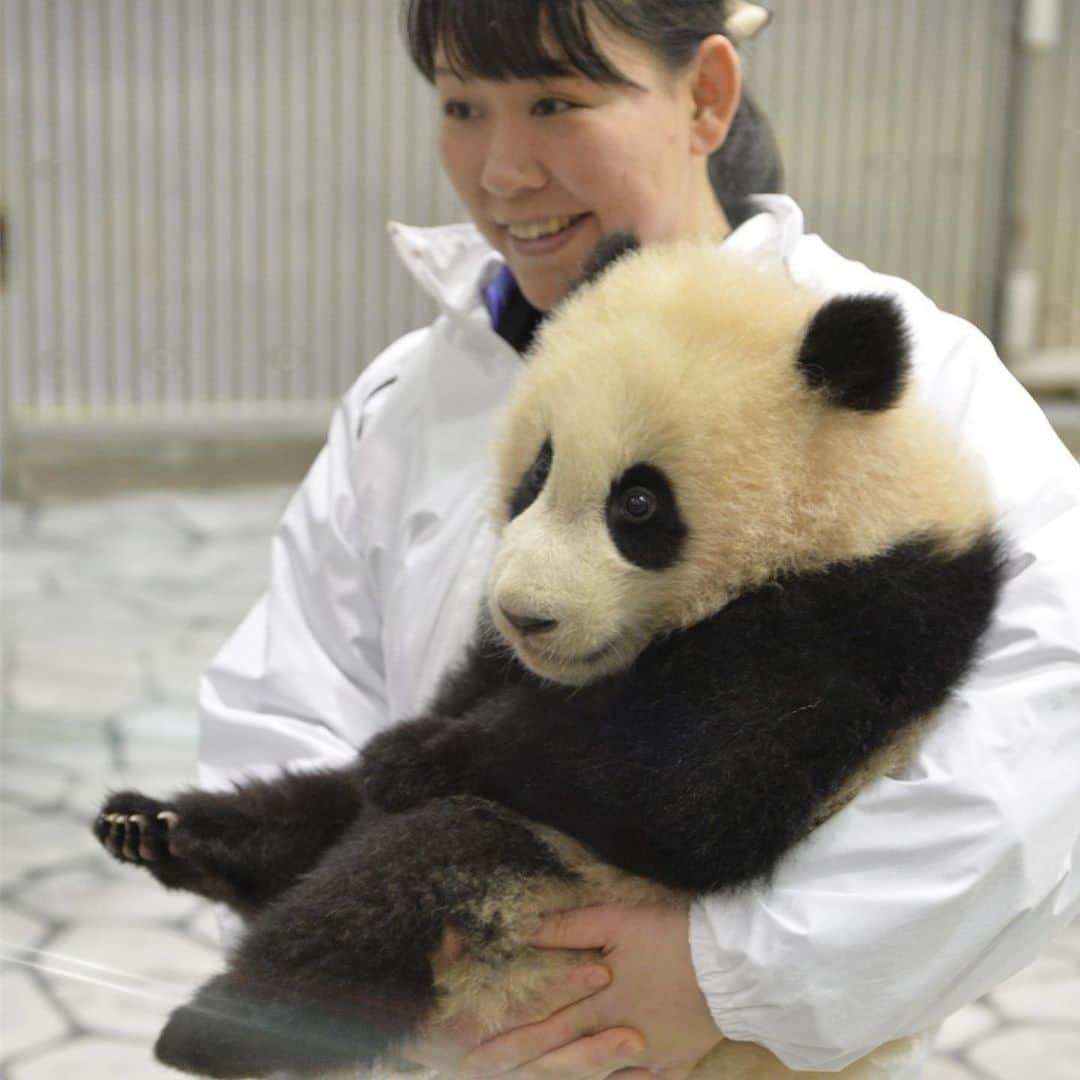 パンダ（白浜）さんのインスタグラム写真 - (パンダ（白浜）Instagram)「🐼 😊 #HELLOLITTLE 🐼🐼🐼 #ハローリトル #baby #pandamental #hellopanda #ハローパンダ #パンダグラビア and #panda #pandababy 🐼🐼🐼 ⭐︎『HELLO LITTLE』IN STORE NOW⭐️ #結浜 in 2017」5月10日 21時45分 - hellopanda_book