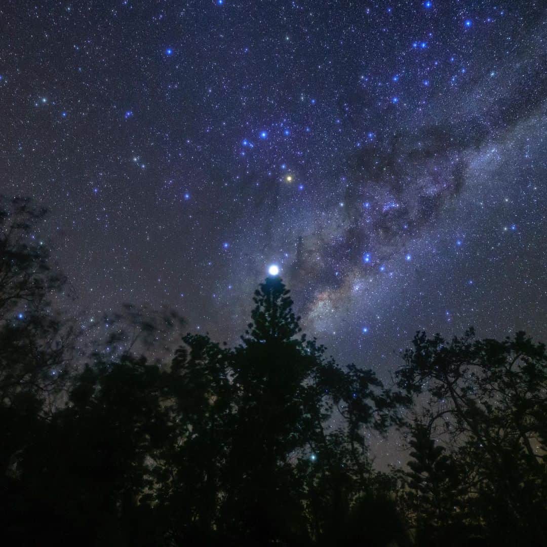KAGAYAさんのインスタグラム写真 - (KAGAYAInstagram)「南洋杉の上に灯る木星と天の川 #星空 #ニューカレドニア」5月10日 21時53分 - kagaya11949