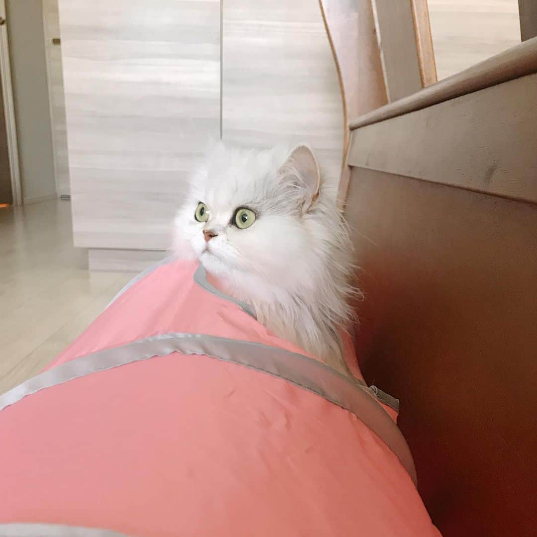 manami☺︎satoさんのインスタグラム写真 - (manami☺︎satoInstagram)「* またどえらい顔して現れた😂🤨 * ^ↀᴥↀ^🍄ﾋｮｯｺﾘ * #nyancon01#小悪魔ふぅちゃん#チンチラシルバー#猫#ねこ#ふわもこ部#ねこのきもち#猫好きさんと繋がりたい#ペコねこ部#anicas#サンデイ#ペルシャ#猫のいる暮らし#냥스타그램#猫咪#KATZE#GATTA #ilovecats#meaw#kot#koty#catoftheday#cat#cats#instacat#catstagram#catsofinstagram#chinchillacat」5月10日 21時49分 - fuwari_kinaco