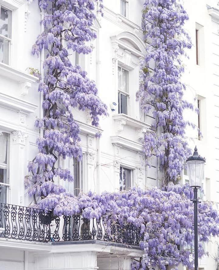 のインスタグラム：「Spring time in Notting Hill 💜」