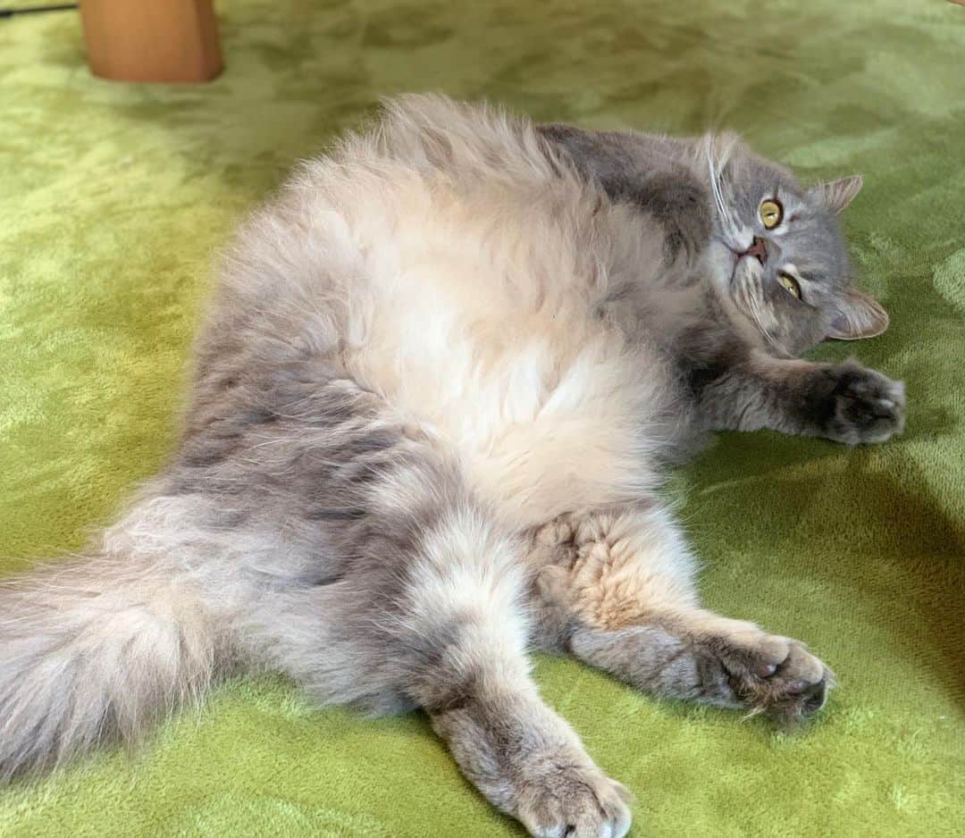 hanaのインスタグラム：「ぼっふぅーーー😎  #銀ちゃん . . . . #cat #cats #catlover #cutecats #catsnap #catstagram #ilovemycat #adorble #ig_catclub #cats_of_instagram #kawaii #kawaii_cat #meowbox #bestmeow #fluffy #funnycritters #scottishfold #neko #kitty #ねこ #ねこ部 #ネコ #猫 #スコティッシュフォールド #スコティッシュ #ふわもこ #ふわもこ部」