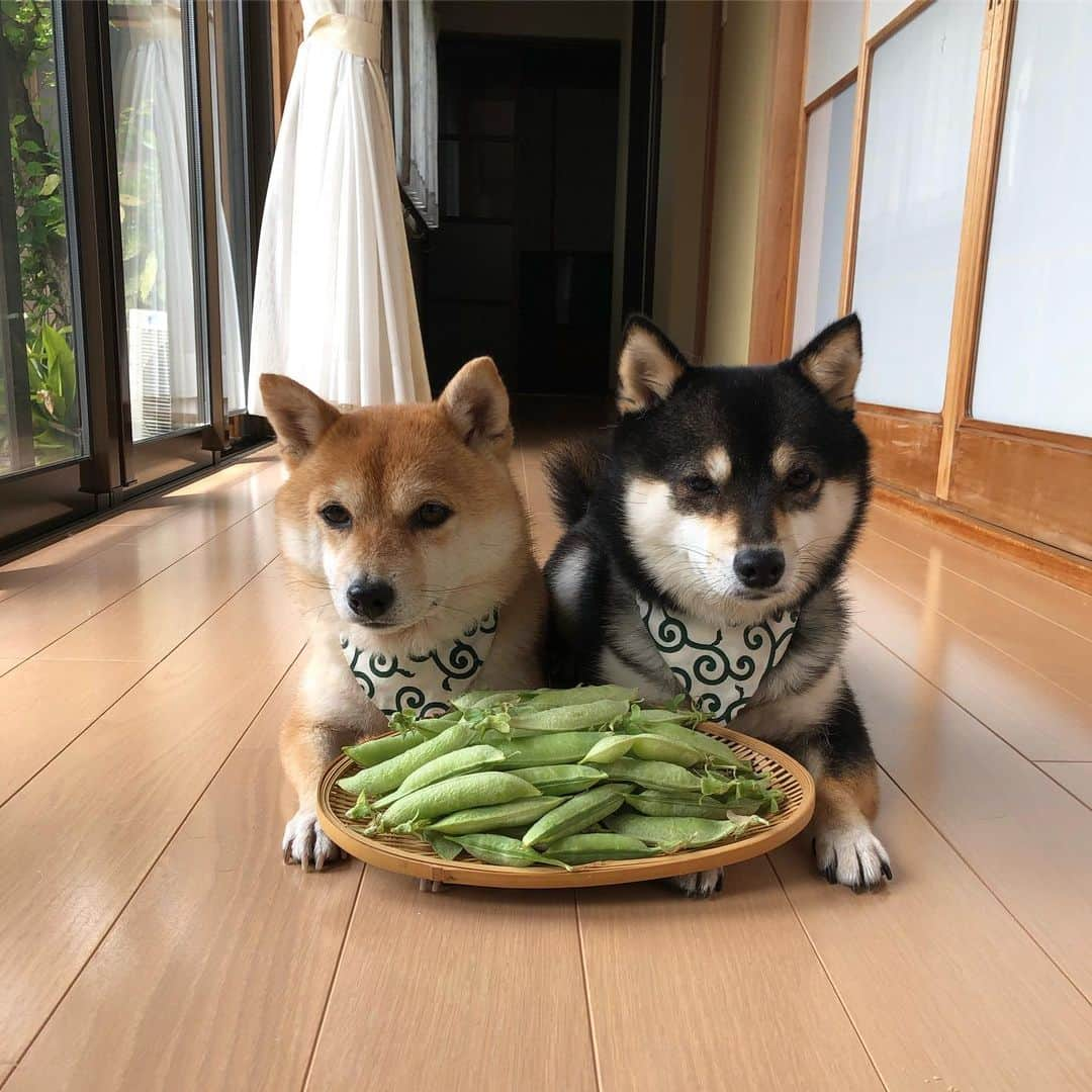 豆柴なつ&ふゆさんのインスタグラム写真 - (豆柴なつ&ふゆInstagram)「Harvest of peas😊💓 うすいえんどう豆が採れました😊💓 ️ #家庭菜園 #豆 #harvest #畑 #うすいえんどう  #peas #mofmo #シバフル  #柴犬#shiba #shibainu #shibastagram #shibamania #豆柴#癒し  #仲良し #pecoいぬ部#doglove #犬 #dogstagram #かわいい#instashiba #🐕📷 #ふわもこ部#love  #犬#instacute #柴#proudshibas #cutepets #わんこ」5月10日 22時03分 - mameshiba.natsuinu56