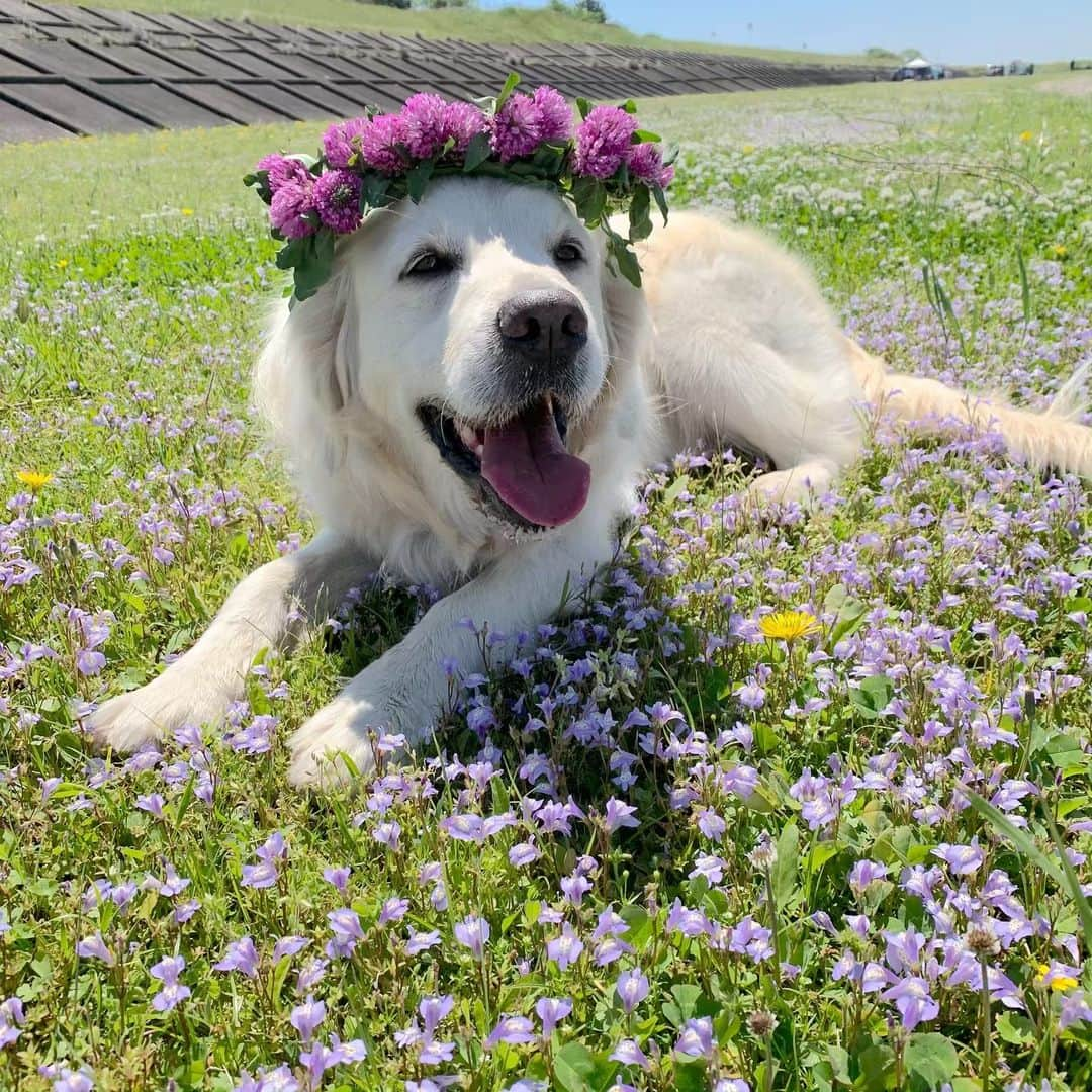 P太郎ママさんのインスタグラム写真 - (P太郎ママInstagram)「初夏、気持ちいいいーー。 でもね。 犬にはすでに暑い暑い！ 5月上旬なのに！ 10月くらいまで？ 暑さを避けながらの散歩は大変なんだよね… みんなーー。 がんばろーね！ #ゴールデンレトリバー  #goldenretriever」5月10日 22時17分 - ptarodada