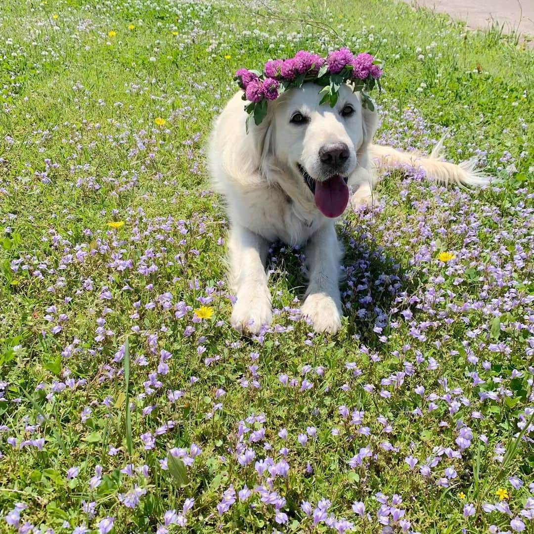 P太郎ママさんのインスタグラム写真 - (P太郎ママInstagram)「初夏、気持ちいいいーー。 でもね。 犬にはすでに暑い暑い！ 5月上旬なのに！ 10月くらいまで？ 暑さを避けながらの散歩は大変なんだよね… みんなーー。 がんばろーね！ #ゴールデンレトリバー  #goldenretriever」5月10日 22時17分 - ptarodada