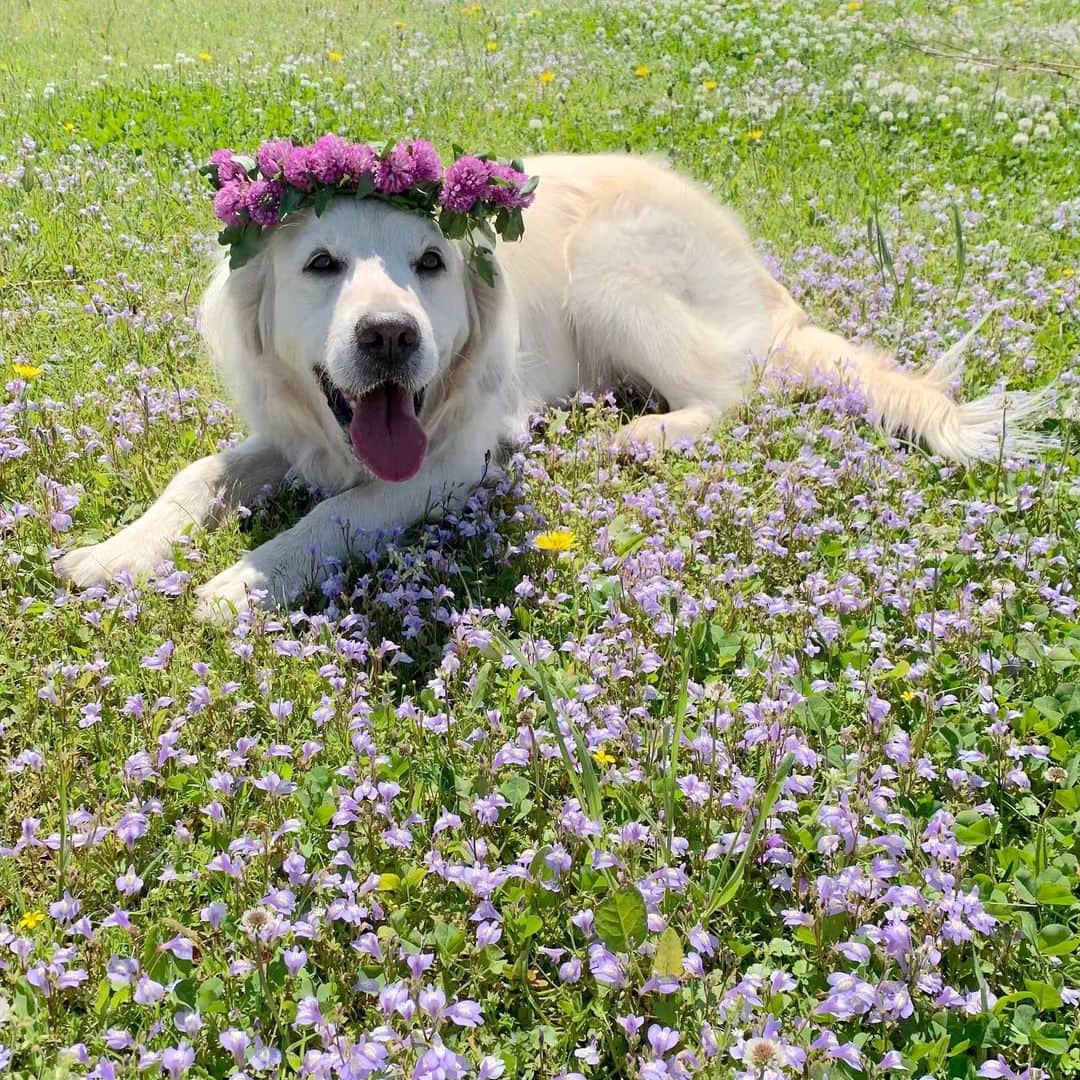 P太郎ママさんのインスタグラム写真 - (P太郎ママInstagram)「初夏、気持ちいいいーー。 でもね。 犬にはすでに暑い暑い！ 5月上旬なのに！ 10月くらいまで？ 暑さを避けながらの散歩は大変なんだよね… みんなーー。 がんばろーね！ #ゴールデンレトリバー  #goldenretriever」5月10日 22時17分 - ptarodada