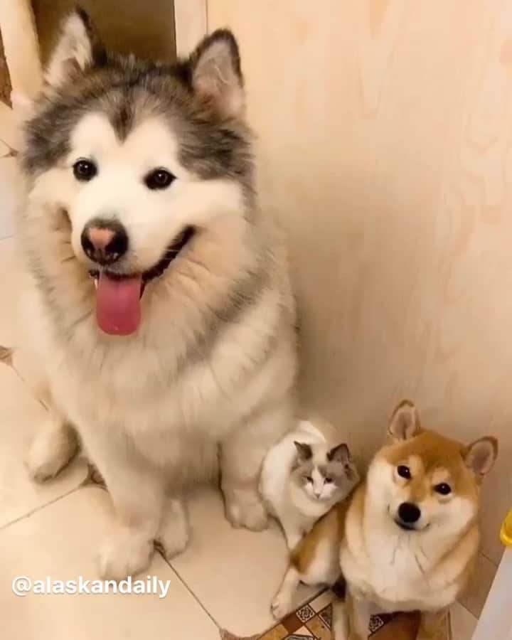 husky and malamuteのインスタグラム：「Do you love those three little babies？🥰🥰 follow @alaskandaily （Twitter：alaskandaily）for more cute pic and video.😜 ……………………………………………………………… Each video was approved by the original author. But  don't have a Instagram account. We are first one post those video. So watermark credit @alaskandaily ……………………………………………………………… #alaskan#malamute#alaskanmalamute#alaskanhusky#malamutesofinstagram#puppylife#puppylove#puppydog#puppylover#dogdays#malamutepuppy#huskies#huskeypuppy#huskeiesreq#siberian#huskeiesofig#dogslife#dogsofnyc#cutedog#cutedogs#huskeypics#huskeylovers#huskygram#huskeylove#huskiesofinstagram#dogsofnyc#husky#狗」
