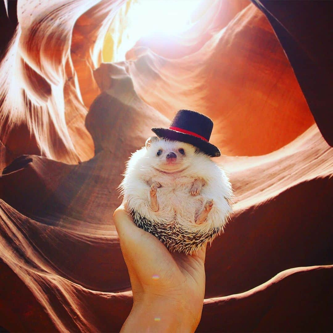 あずきさんのインスタグラム写真 - (あずきInstagram)「Azuki in antelope canyon🏜 I want to go there again someday. #photoshoped  5年前に行ったアンテロープキャニオン。子育てが終わったらまたどこか、でっかい場所にいってみたいなぁ〜🏜🏰🗽 . 写真はあずきの写真と当時撮影したアンテロープキャニオンの写真を合成してみました☺️✨ . . #antelopecanyon  #america #フォトショ職人 #フォトショップ #アンテロープキャニオン #岩場 #手乗りあずき #はりねずみ #ハリネズミ #hedgehog #pygmyhedgehog #lovelypet #cuteanimals #はりねずみのもなか #hedgie #Hérisson #고슴도치 #刺猬 #hedgehogazuki  #hedgehogsofinstagram #meowed #hedgehogazuki #petscorner  #worldofcutepets #animalvibes」5月10日 22時39分 - hedgehog_azuki