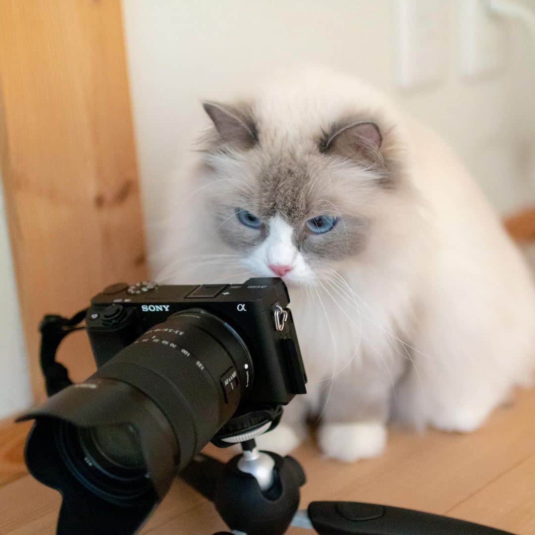 マアルのインスタグラム：「モグちゃん🐈 #北海道 #旭川市 #ペットホテル #猫 #ラグドール #ragdoll」